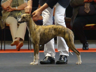 de la Vallée des Baronnies - Exposition Canine de Grenoble 14/05/11