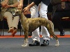  - Exposition Canine de Grenoble 14/05/11