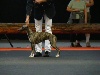  - Exposition Canine de Grenoble 14/05/11