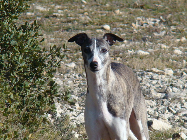 CH. Sérieux s'abstenir de la Vallée des Baronnies